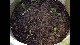Iceberg lettuce...Seed Harvesting.