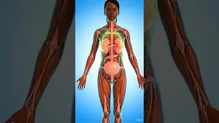 Holding Urine Is Dangerous! 🚨 Your Body Warns You #trending #educational