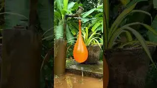 Watch What Happens to the orange  Balloon... 🎈😱