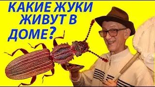 Какие Жуки Живут в Доме и Как Избавиться от Них? Спроси Ученого Энтомолога.