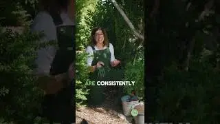 When to Prune Herbs in the Fall