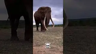 Animal transformation 💯💪 #viralvideo #tiger #aura #animals #aurapower #sigma #auraeffect #edit#tiger