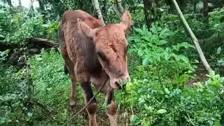 THIDAMBU NRITHAM PUTHUMANA പശു  അഭിമാനം