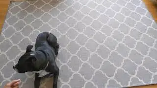 Dog Weight Management