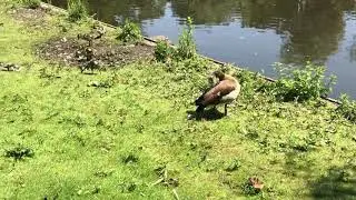 De Nijlgans en jonkies in Sarphatipark