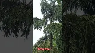 kithul 🌳 🌳🌳