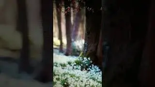 Легендарная песня... #music #song #newmusic #musica #dance #trending #love #electro #девушка #nature