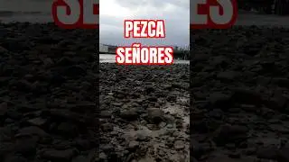 MEJILLONES O CONCHAS ,COMENTEN#pesca #food #travel #aventura