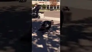 Plaza Mayhem: Sheep Collision, Turkey Sprint & Giant Pigeon Blast