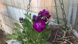 Stock Flowers