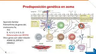 FISIOPATOLOGÍA - Semana 13 - Asma y Enfermedad Obstructiva Crónica (EPOC)