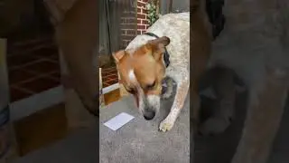 Zoey our dog test tries treats!