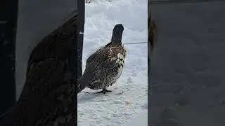 Partridge #timmins #Partridge #jan 4th 2026