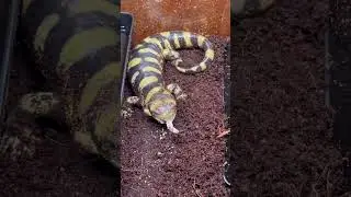 Feeding Scrubby! #pets #animals #amphibians #salamander #fypシ #feeding