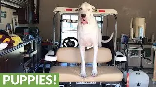 Great Dane demands to be taken on golf cart ride