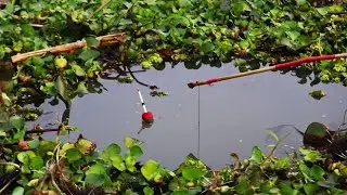 best new hook fishing video 2023🐟| village boy hunting big fish by fish hook from beautiful nature