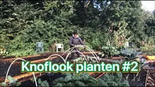 Mijn moestuin avontuur #2 Hoe het allemaal begon, knoflook planten, processierups