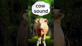 cow sound | suara sapi #sapi #cow #cowsounds #suarasapi #shorts