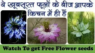 ये खूबसूरत फूलों के बीज आपके किचन में है || free flower seeds samples in india