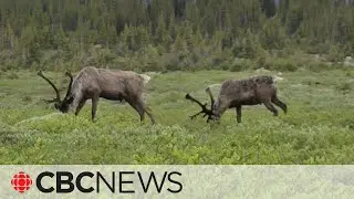 How Parks Canada plans to rebuild Rocky Mountain caribou herds