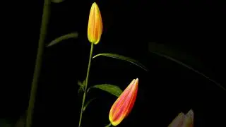 Cinematic Video Short Bunga Mekar Aesthetic Wonderful #videoshort