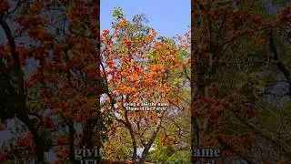 Flame of the Forest - Palash Tree #biodiversity #series