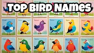 10 Most Common Bird Names #kidslearningenglish #learningenglish #animals #birds