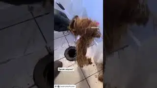 Crazy Roots pulled from drain using RIDGID K-400 Drain Machine