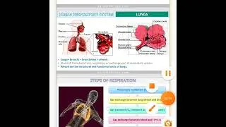 Class-11 Biology Ch-17 Breathing and exchange of gases part-1