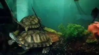  Red ear slider turtle aquarium  🐢........#carpfishing #turtle #turtlewatching #redearedsliderturtle