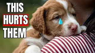 10 EVERYDAY Things That HURT'S Your Dog&rsquo;s FEELINGS