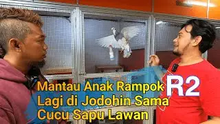 Miiiiiitooooos Merpati