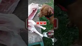 Выдержка Питбуля #REDDEVILPIT #PITBULL #PONT #приехалвдеревню #собаки #животные #Дьявол