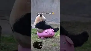 😹 #videopanda #pandalucu #videobinatang #videolucu #funny