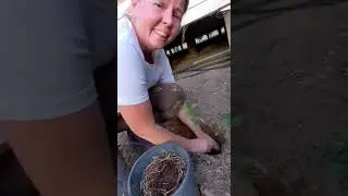 @sidehustleshonnie Lilly pilly sucklings rehomed in pots