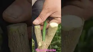 Grafting method on big citrus plant How to graft a lemon tree easy grafting method