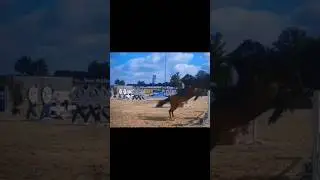 Joker!!💕😍 #horse #pferde #equestrian #sini #herzenspferd #riding #pferdesport #showjumping #tunier
