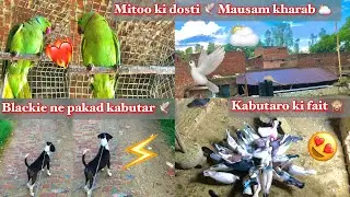 mitoo ki dosti🕊️mausam kharab🌥️// blackie ne pakda kabutar😱