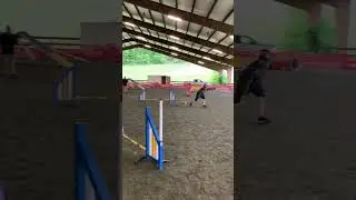 Ralph was #zooming through the #agility course! 🏆🥇 #agilitydog #dogagility #weavepoles #akcagility