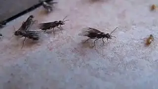 Fourmis volante sur la terrasse Lasius distinguendus