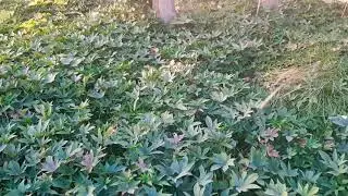 Schoolastica's Garden Vlog#2