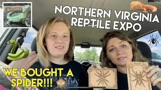 NORTHERN VIRGINIA REPTILE EXPO SHOW | lizards | geckos | snakes | spiders | frogs | turtles