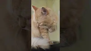 adorable 😹 #cat #kitten #pet #animals #catlovers