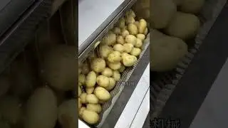 Potato washing and peeling machine#Fruit and vegetable washing machine
