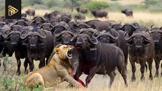Savannah Wars: True Stories of Animal Rivalries and Power Struggles