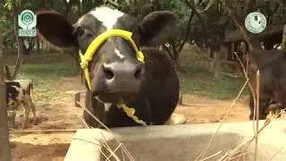 Pregnancy related Problems in cow (गायों में गर्भधारण से संबंधित समस्याएं)
