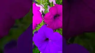 Красота цветов. Просто расслабиться.