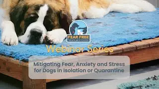 Mitigating Fear, Anxiety & Stress for Dogs in Isolation or Quarantine