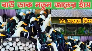 নতুন জাতের হাঁস -- ১৮ সপ্তাহের ডিম -- সাড়ে তিন কেজি ওজন -- বাউ ডাক হাঁস পালন -- খামারি লাভার #খামার