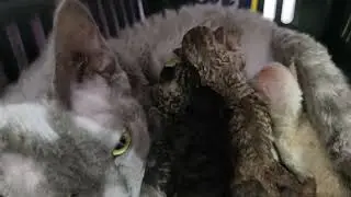 Devon Rex Cat feeding 